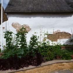 This house was converted from a cob barn in the 19th C. It has undergone lime plastering and rendering in recent times with cement render and has crude markings cut into the render before setting to mimic courses of stone! On top of the render a modern plastic paint had been applied. Both finishes were detaching themselves from the wall.