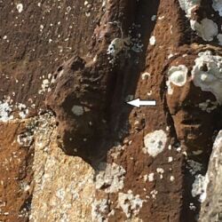 A decorative head was cracking and becoming detached from the main stone. A white arrow highlights location of the crack. A 3mm s/steel pin was used to secure the head, then the void behind the head was grouted and pointed.