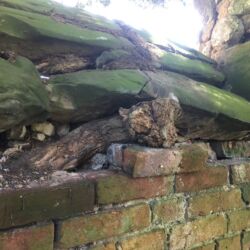 Large roots causing damage to the copings and brickwork.